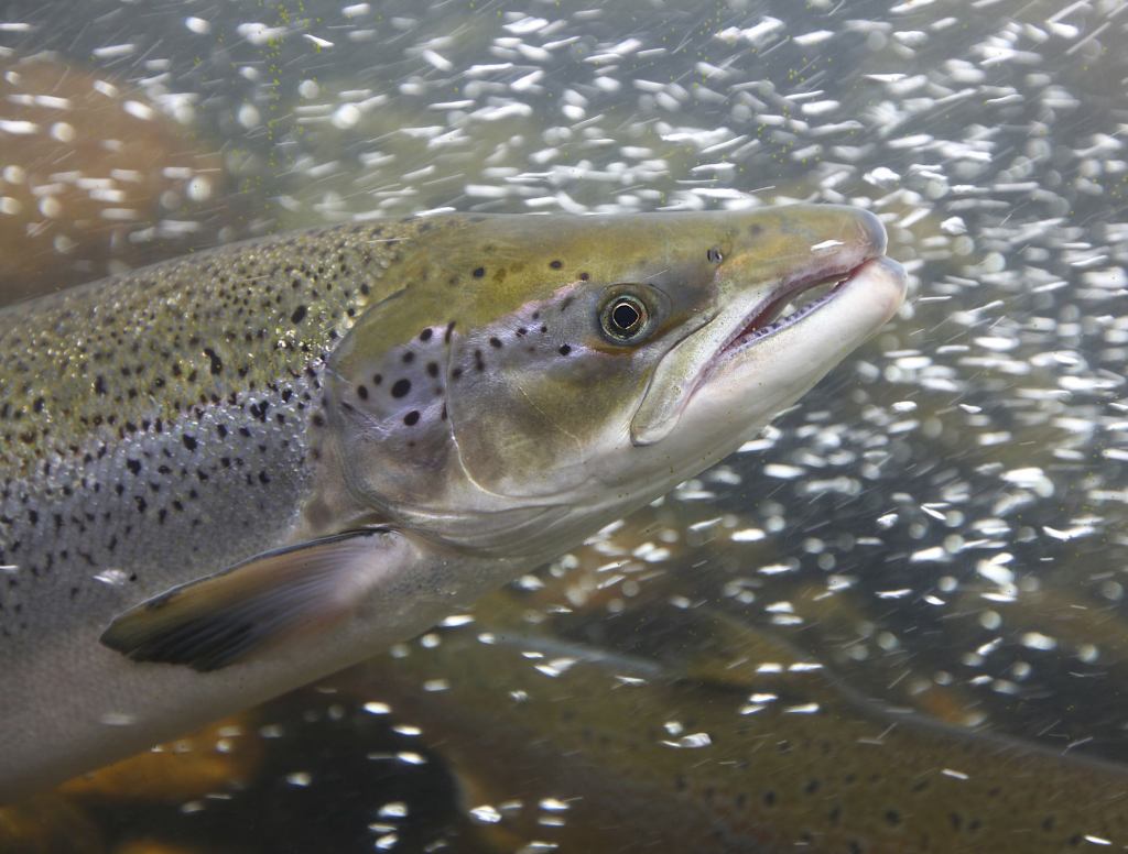 Salmon Just Knows It Going To Jump Right Into Grizzly Bear’s Mouth