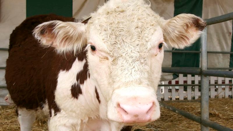 Livestock Happiest, Healthiest Attendees Of State Fair