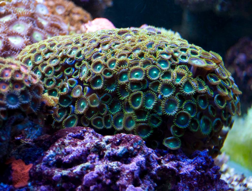 Asexually Reproduced Sea Sponge Worried She’s Turning Into Herself