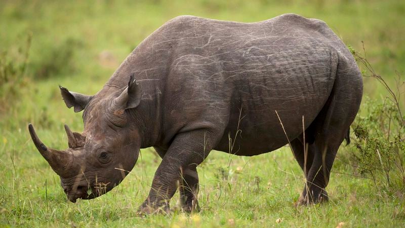 World Wildlife Fund Donors Receive Refund After Western Black Rhino Goes Extinct