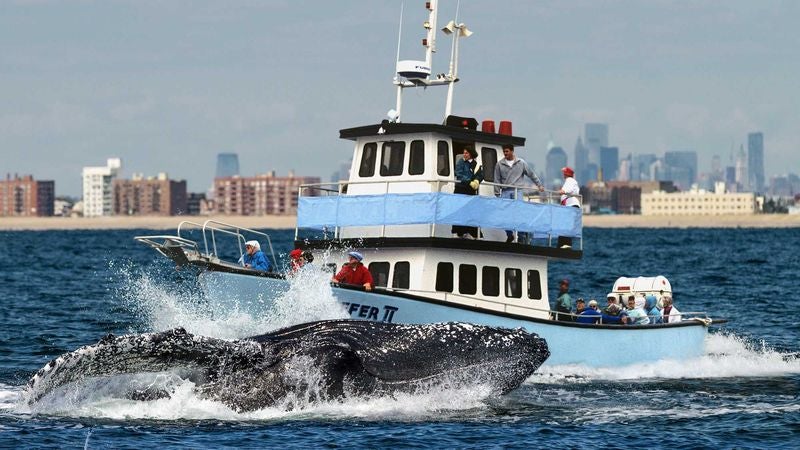 Boston Cruise Line Introduces New Whale Ramming Tour