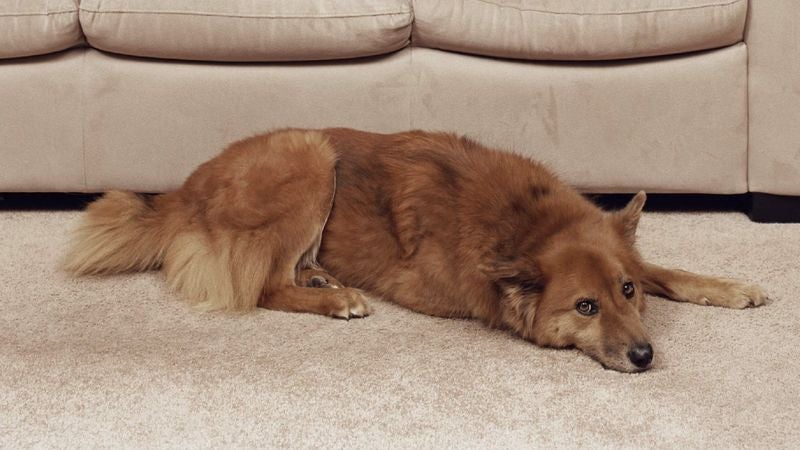 New Carpet Cleaner Safe For Pets That Were Meant To Go On Living