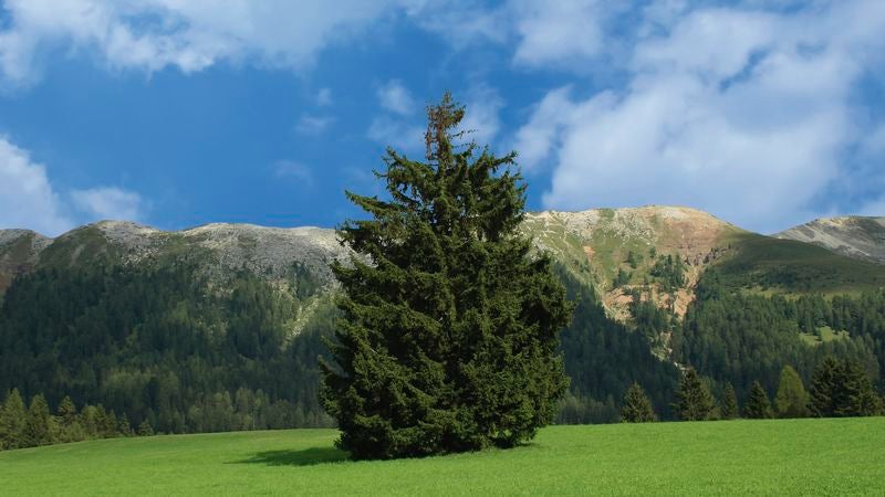 Majestic Pine Recruited For Yosemite By National Park Headhunters