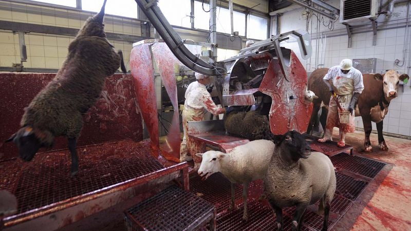 New Free-Range Slaughterhouse Allows Livestock To Roam Freely On Killing Floor