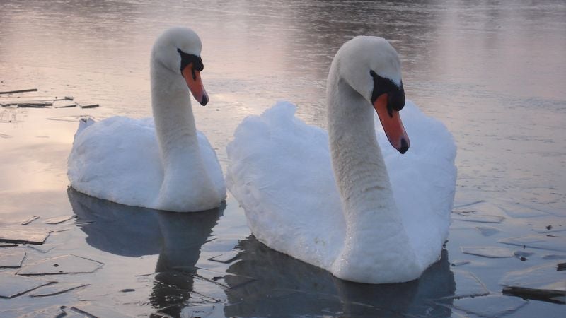 Study Finds Swans Only Other Animals Who Mate For Few Years, Get Scared, End Things, Then Regret It