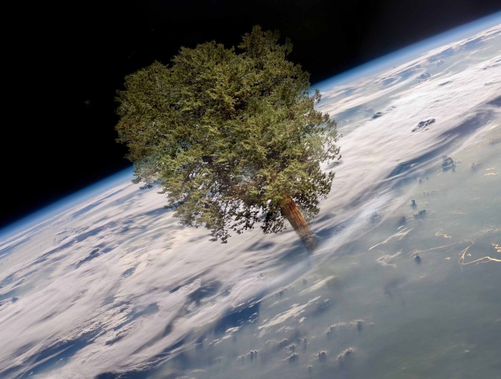 Nation Offsets Carbon Footprint By Planting Single 300,000-Foot-Tall Tree