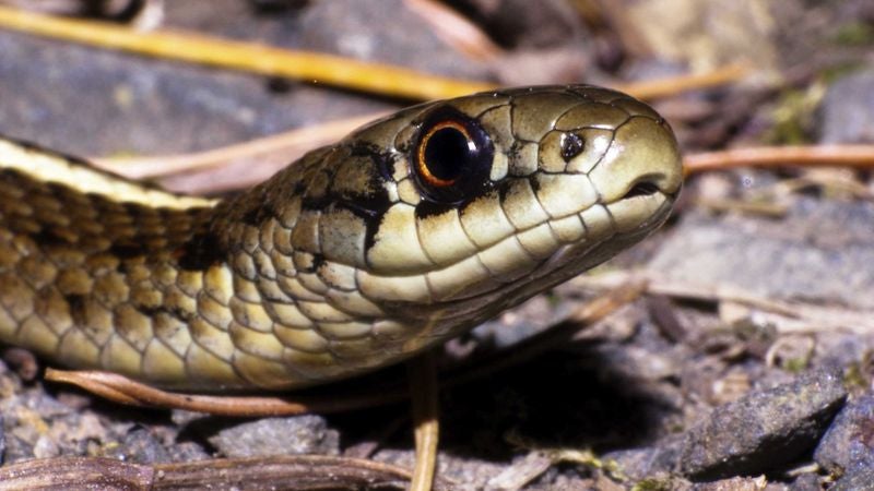 Embarrassed Snake Can’t Believe Documentary Crew Caught It Whiffing While Lunging At Toad