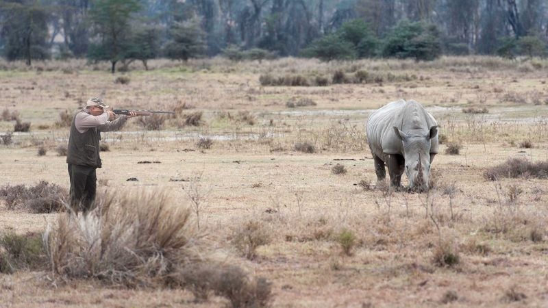 Excited African Safari Tourists Quietly Marvel As Poacher Stalks Prey