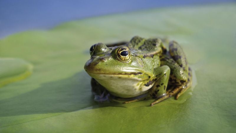 World’s Frogs Unveil 5-Million-Year Plan To Move Up Food Chain