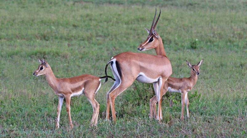 Idiot Zoo Animal With Zero Predators Still Protective Of Young