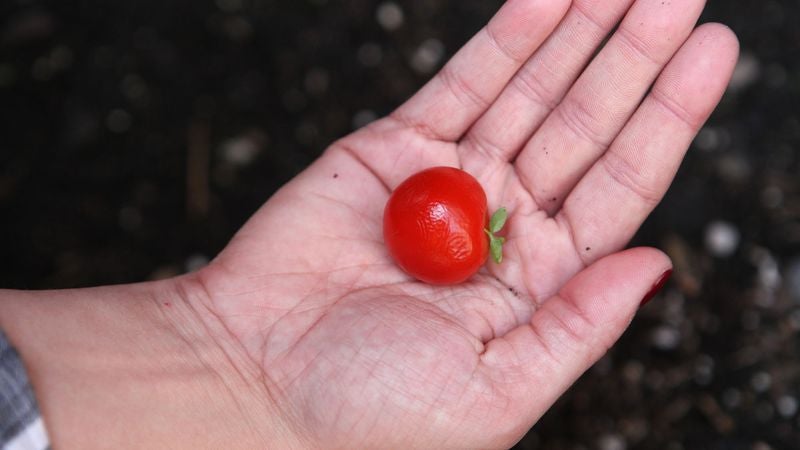 Full Summer Of Tending Backyard Garden Produces Single Edible Cherry Tomato