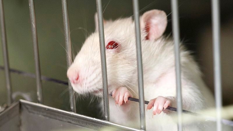 Life-Saving Drug More Accessible To Lab Rat Than Majority Of Americans