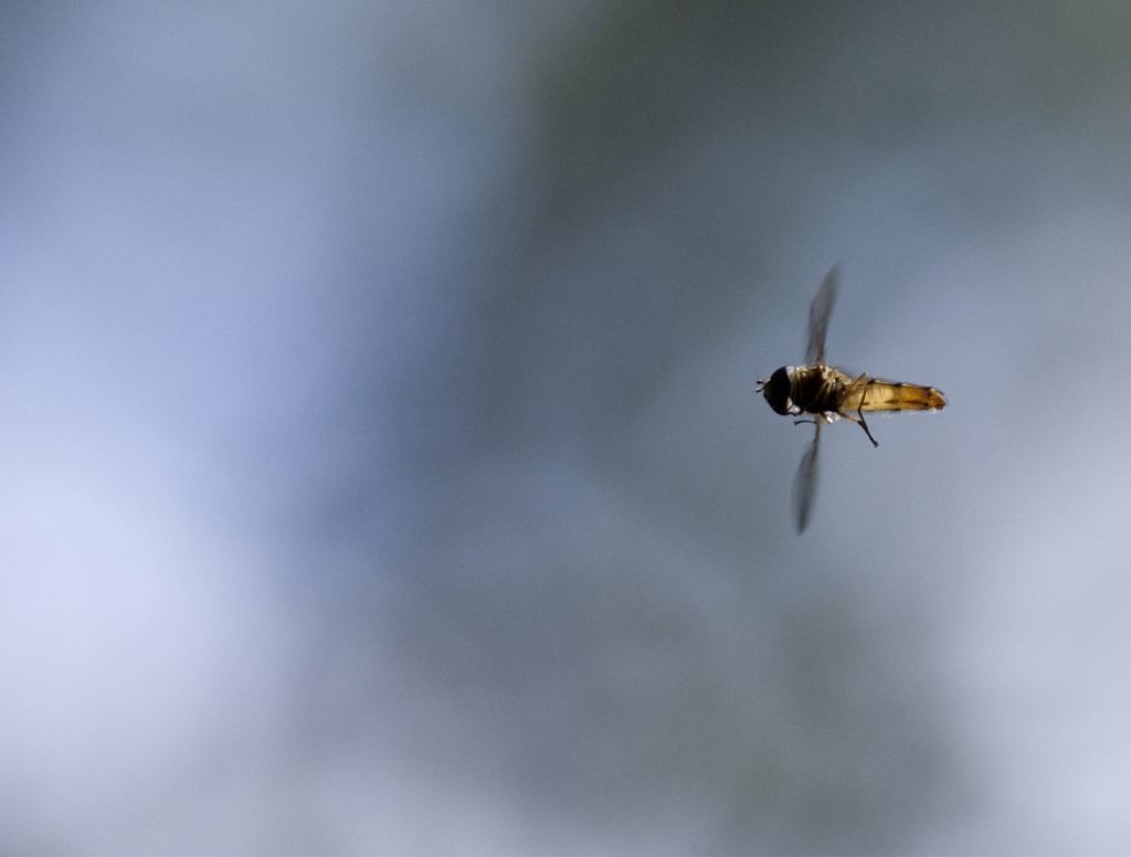 Insect With Limitless Flying Space Rockets Straight For Man’s Pupil