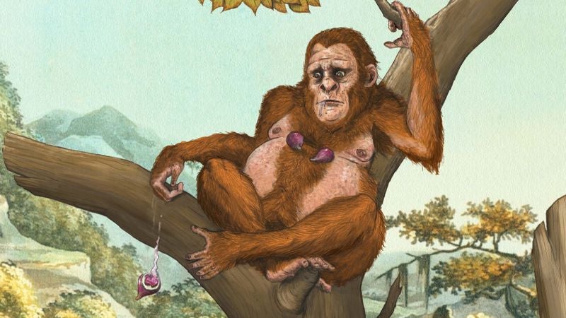 New Evidence Confirms First Human Ancestors Climbed Down From Trees To Retrieve Dropped Snack