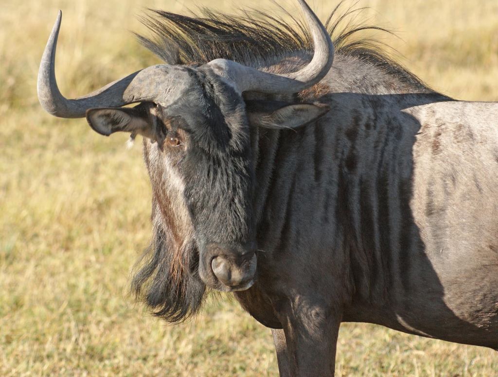 Wildebeest Taking Awful Lot Of Credit For Stampede