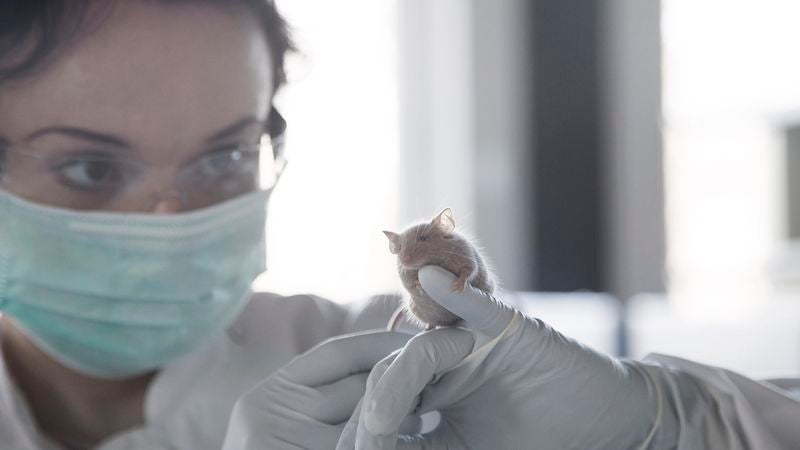 Biologists Announce They’re All Done With Rodents