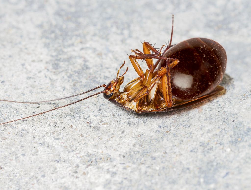 Lazy, Overweight Cockroach No Longer Has Segmented Abdomen