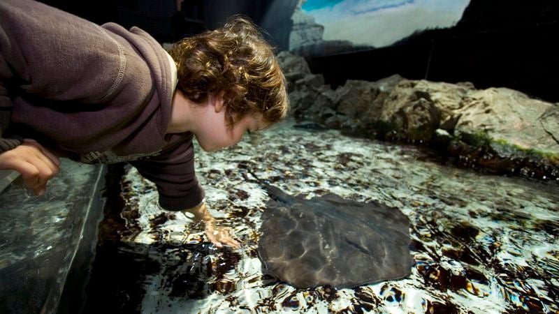 Stingray Loves When Aquarium Visitors Squeal And Recoil After Touching It