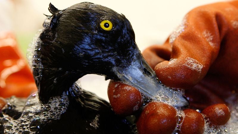 Study: Majority Of New Marine Life Species Now Discovered While Cleaning Oil Spills