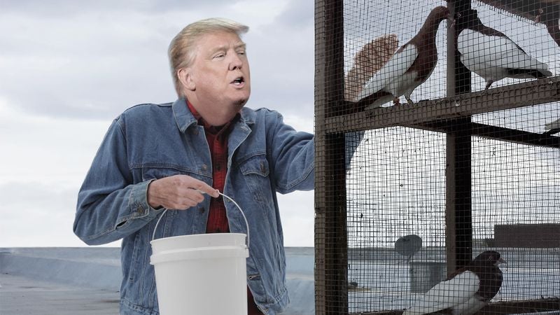 ‘It’s Hard Being Away From You All,’ Says Donald Trump While Spreading Bird Feed Around Rooftop Pigeon Coop