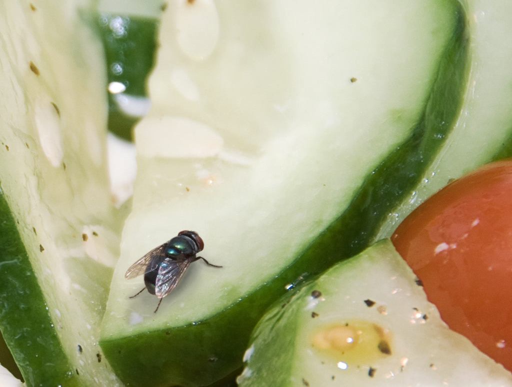 Housefly Tracks Dog Shit All Over Cucumber Slice