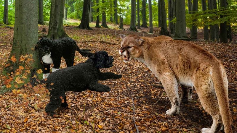 Sunny Saves Bo From Mountain Lion During Cross-Country Journey To Reunite With Obamas