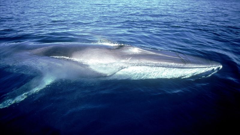 Whale Regrets Eating 290,000 Plastic Poker Chips That Fell Off Container Ship