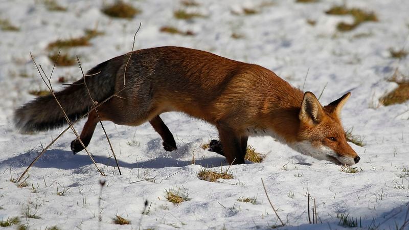 Biologists Confirm Foxes Sneakiest Little Fuckers In Animal Kingdom