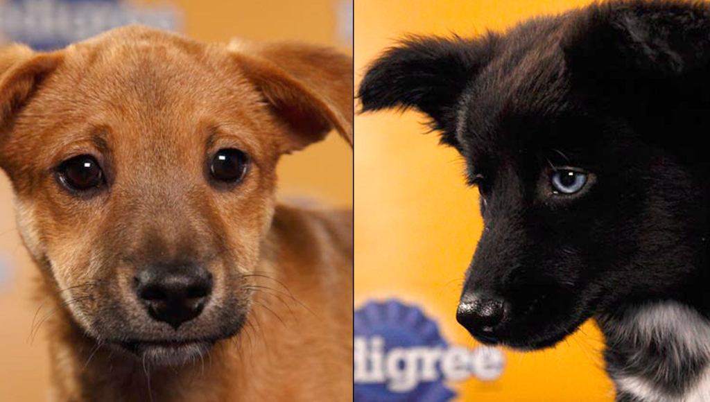 The Puppy Bowl: It’s Not Whether You Get Back Up, It’s Whether You Get Put Down