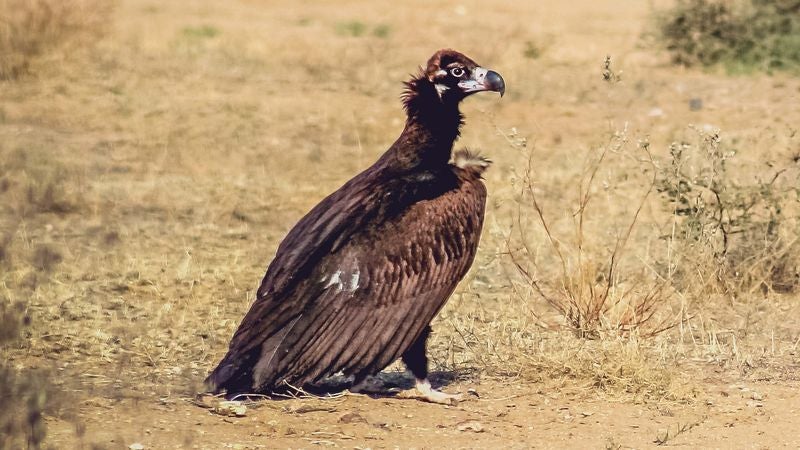 Vulture Feeling Nauseous After Eating Bad Rotting Deer Carcass