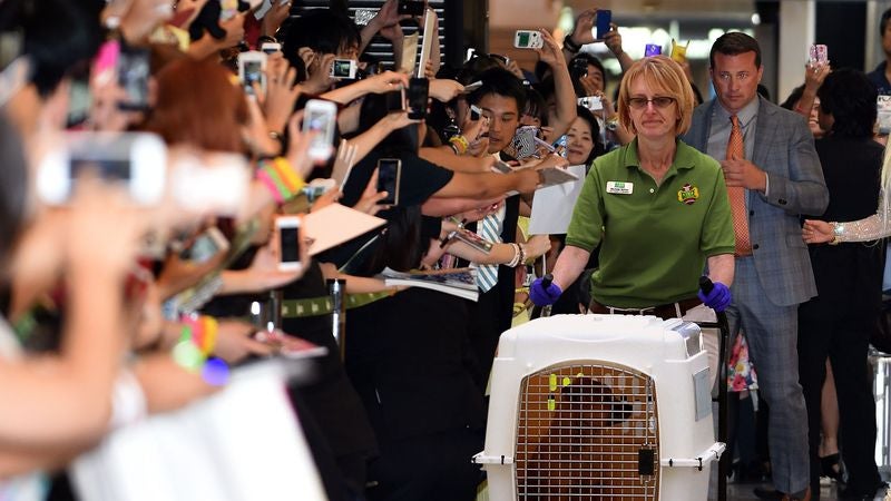 Fans Gather At Airport To Greet Carry Crates Containing Puppy Bowl Winners