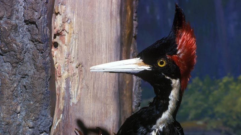 Last Remaining Ivory-Billed Woodpecker Really Squandering Species’ Final Weeks