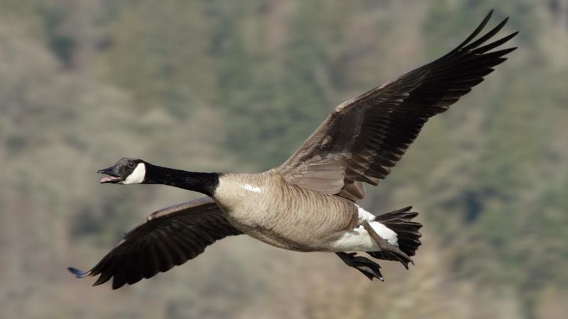 Goose Suddenly Realizes It Doesn’t Have To Honk Like An Idiot Entire Time It’s Flapping Wings