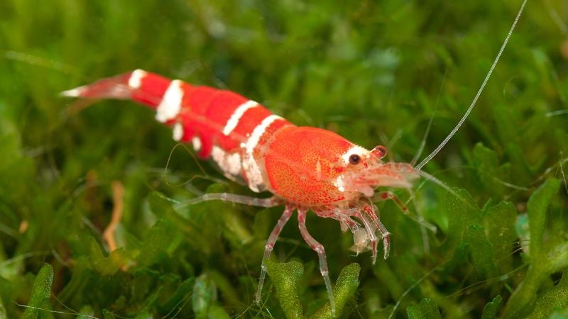 Scientists Announce Shrimp Just As Dumb As They Thought