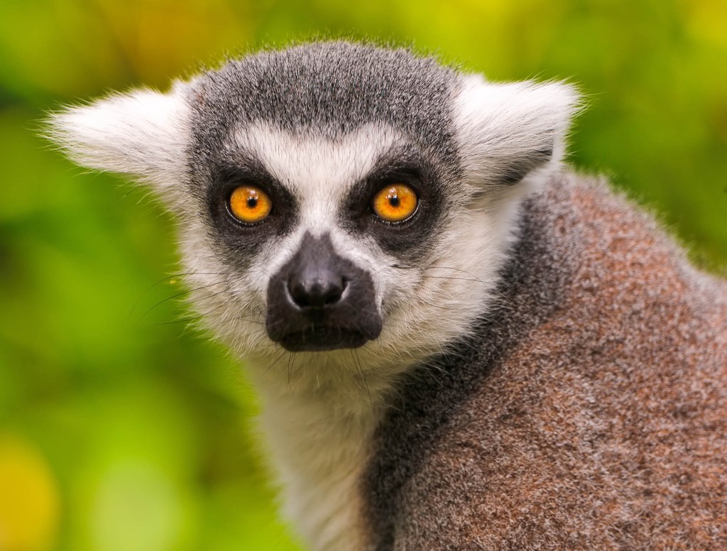 Lemur Fantasizes About Ripping Face Off Next Dumbshit Who Calls It A Monkey