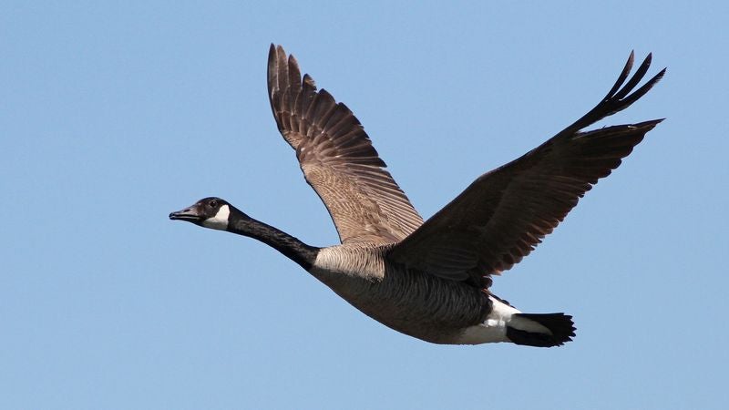 Goose Does Pretty Decent Job Shitting All Over High School Track