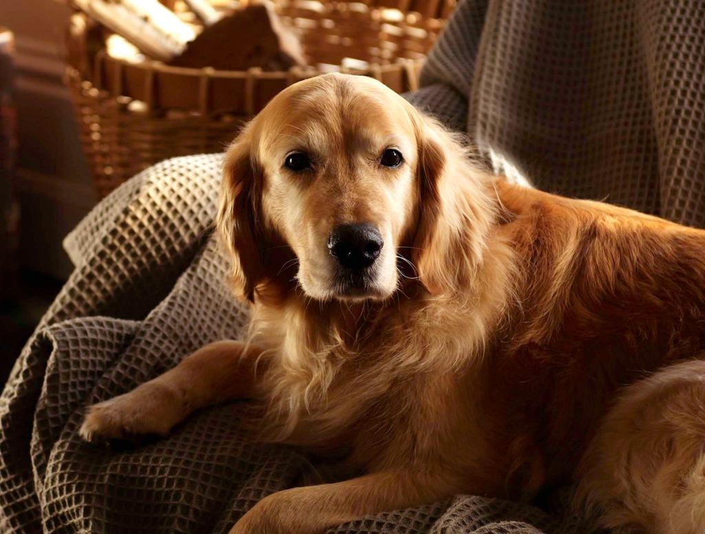 Loyal Dog Waits 2 Full Hours Before Consuming Dead Owner’s Face