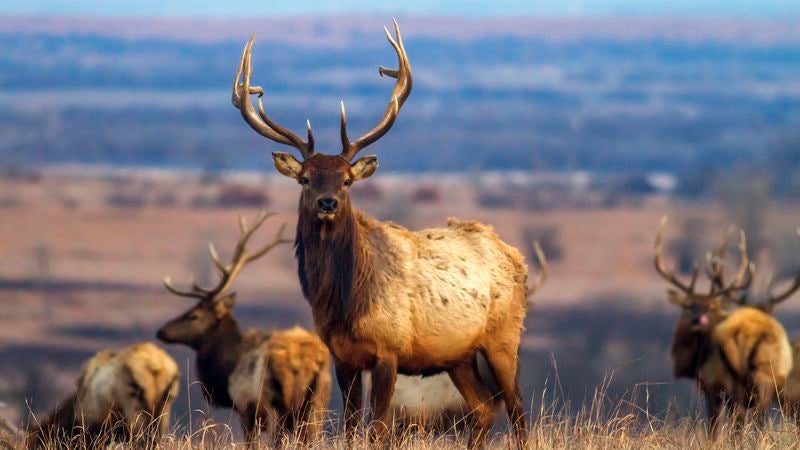 Department Of Interior Asks For Resignation Of Obama-Era Elk