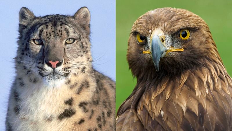 ‘Planet Earth II’ Finale Finally Resolves Will-They/Won’t-They Storyline Between Snow Leopard, Golden Eagle