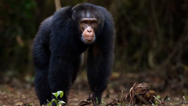 Study Finds Chimpanzees Only Other Animal Capable Of Keeping Lid On Friend’s Affair