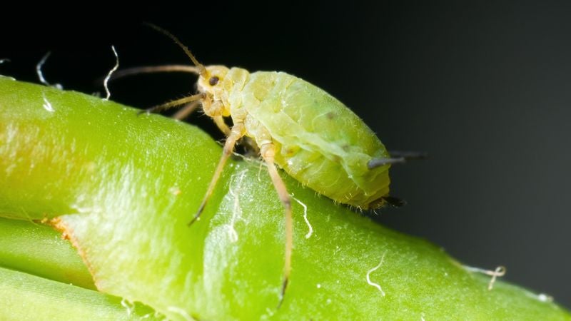 Zoo Posting Hourly Updates On Aphid About To Give Birth