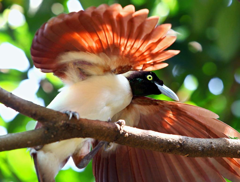 Bird Of Paradise Just Staring At David Attenborough During Courtship Dance