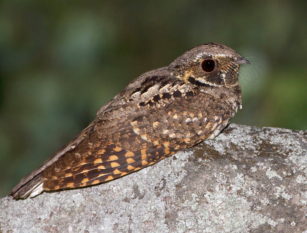 Whippoorwill Has Had Same 3-Note Song Stuck In Head For Entire Life