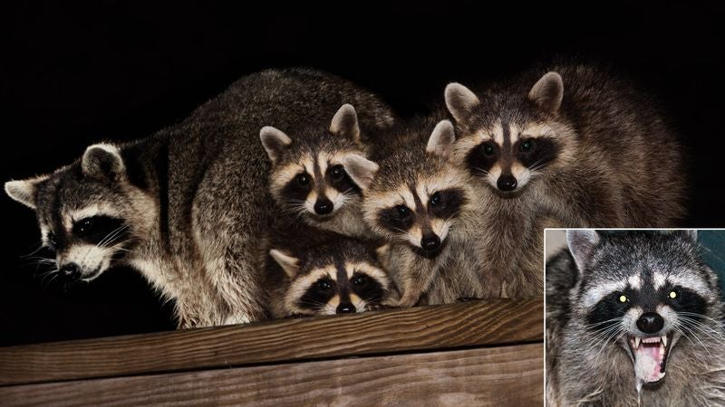 Raccoon Family Tired Of Taking Care Of Rabid Father