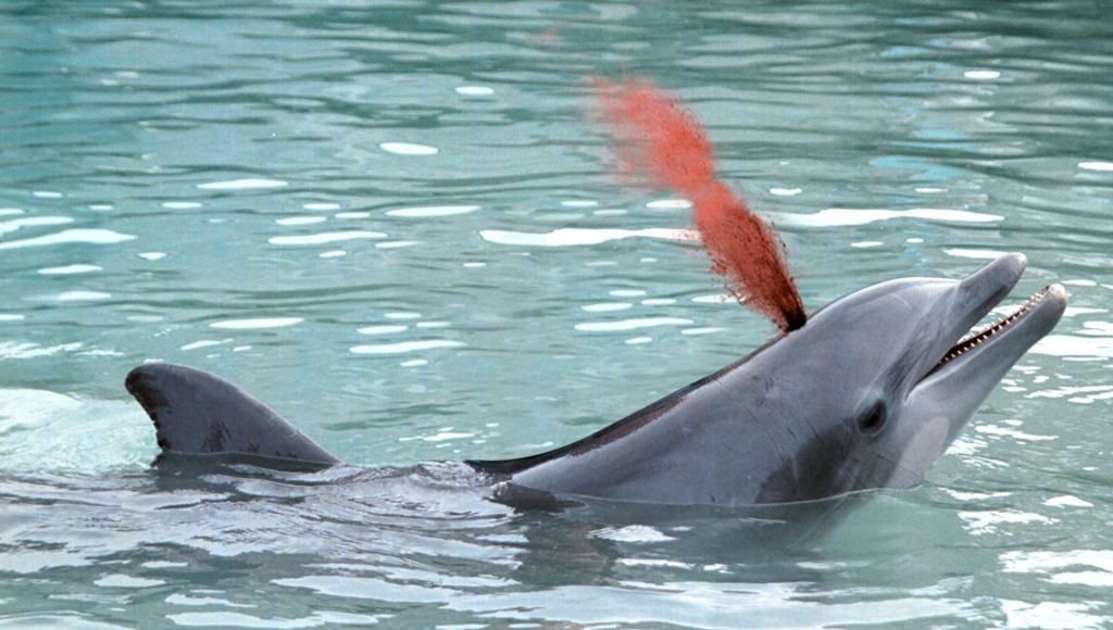 SeaWorld Crowd Applauds For Dolphin Playfully Spraying Blood From Blowhole