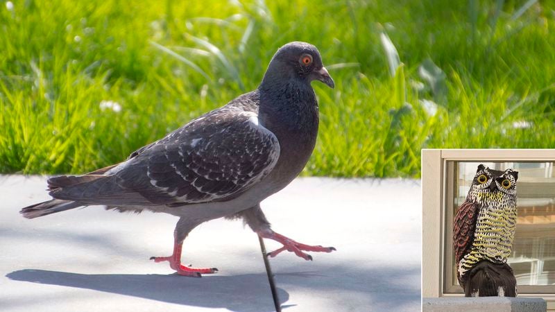 Pigeon Feels Silly About Still Being A Little Scared Of Plastic Owl