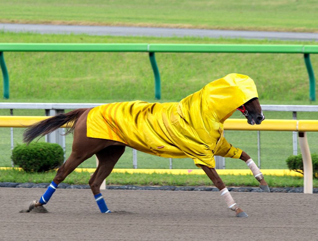 Horse Sprinting Around Track In Rubber Raincoat Trying To Make Weight