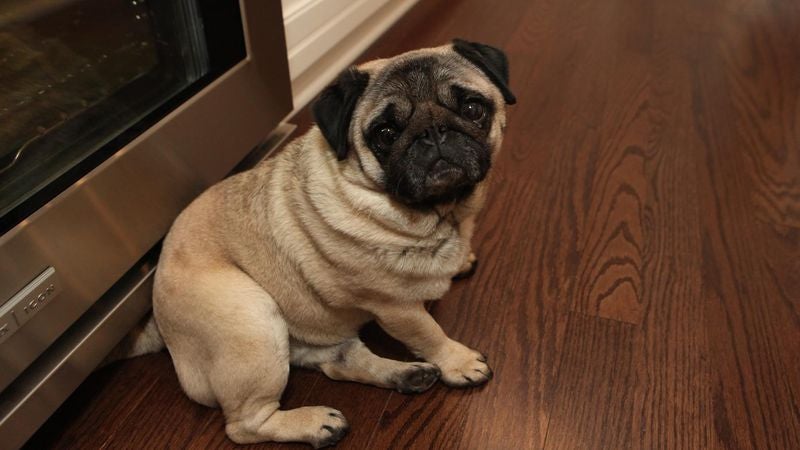 10-Month-Old Pug Worried Upon Reaching Age When Father Developed Debilitating Breathing Problems