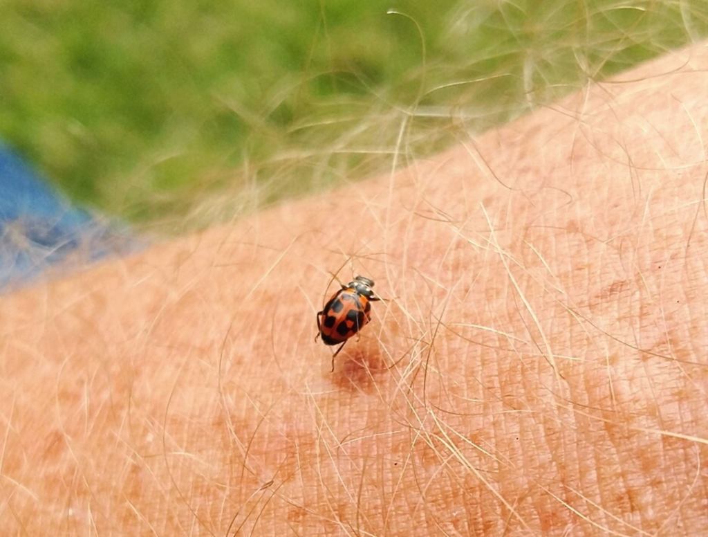 Threat Level Downgraded As Insect Revealed To Be Ladybug