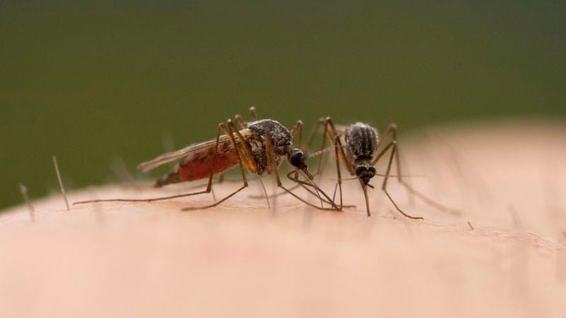 Mosquito Confronts Partner After Testing Positive For Zika